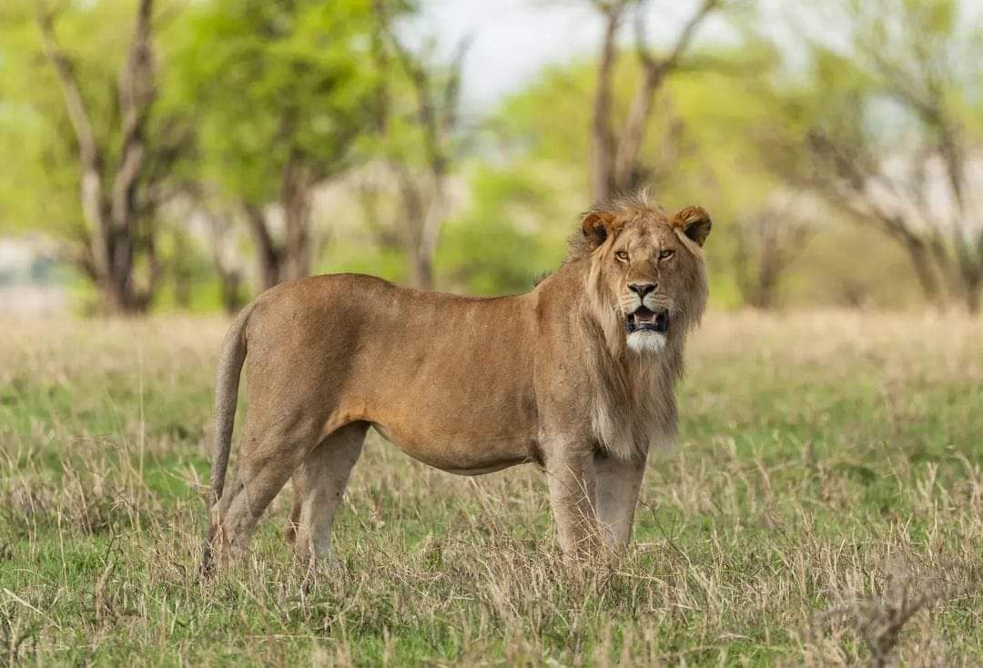 Tanzania 6 Days - 5 Nights Holiday Safari